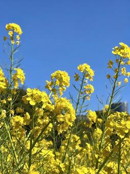 菜の花 菜の花 菜の花,春,花の写真素材