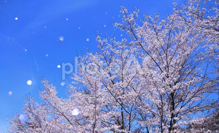 春の風景/満開の桜と澄んだ青空・花吹雪 春の風景,桜並木,桜の写真素材