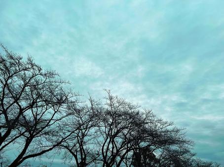 冬の空に伸びる木 冬の空に伸びる木の写真