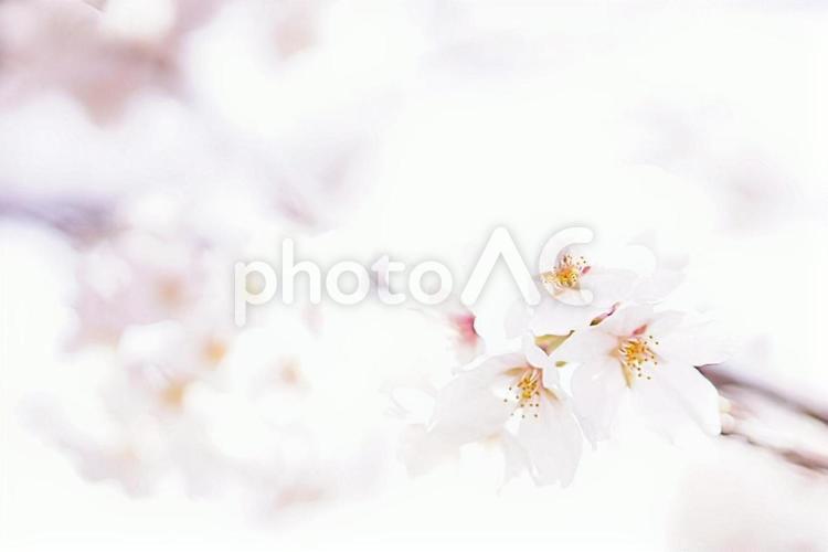 ふんわり桜の背景 桜,背景,淡いの写真素材