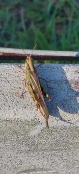 Photo, locust, insect, creatures, 