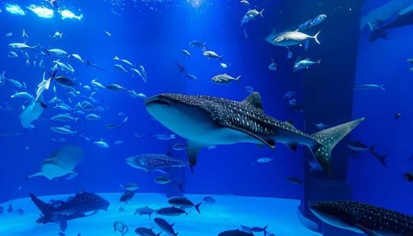 水族館のジンベエザメ 水族館のジンベエザメの写真