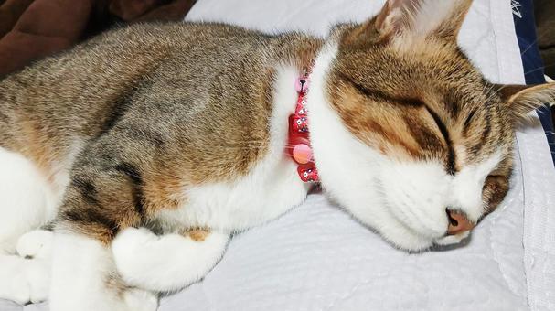 Cute cat taking a nap, JPG