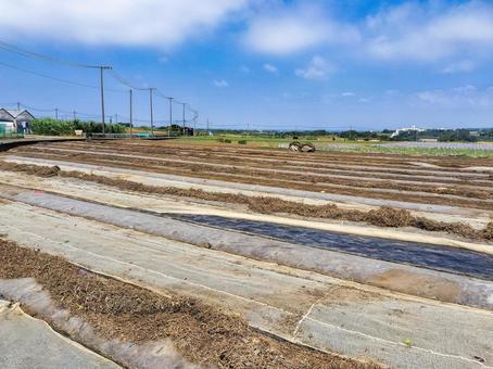 神奈川県三浦市南下浦町の畑・田園風景 神奈川県三浦市南下浦町の畑・田園風景 畑,農地,農業の写真素材