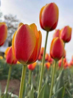チューリップ チューリップ,赤,春の写真素材