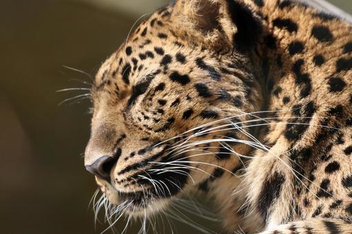 ヒョウの横顔 ヒョウ,動物,肉食の写真素材