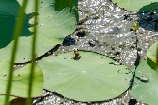 蓮の葉の上に座る小さなカエル カエル,蓮,葉の写真素材