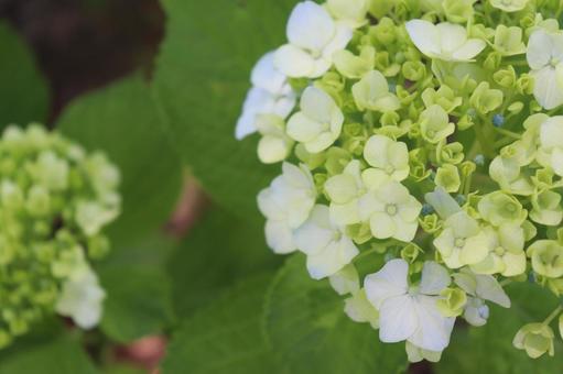 ブーケのような紫陽花 ブーケのような紫陽花の写真