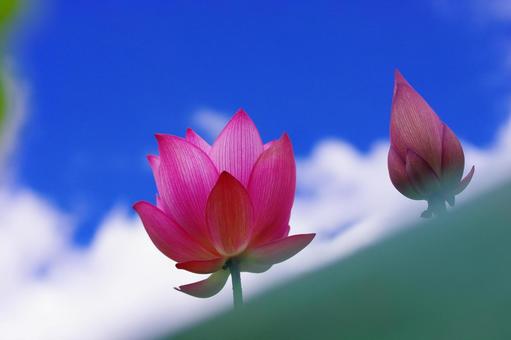 蓮 ハス 水辺の花 ピンクの花 蓮 ハス 水辺の花 ピンクの花 蓮,ハス,ピンクの花の写真素材