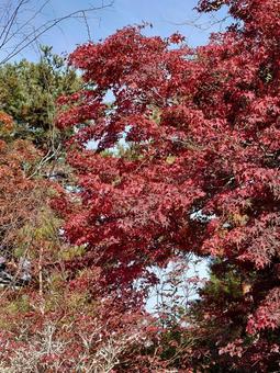 紅葉 紅葉の写真