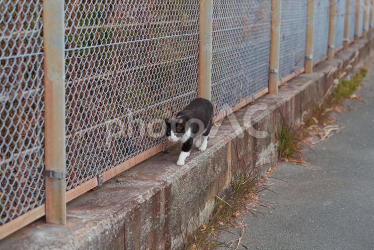 周りの様子を見ながら歩くハチワレ猫 ハチワレ猫,地域猫,サクラネコの写真素材
