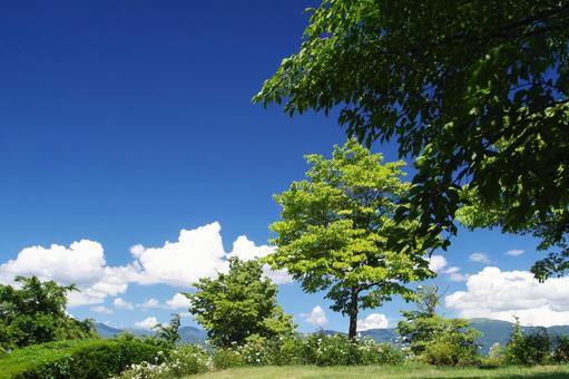 夏の風景 夏の風景の写真