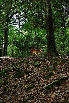 暗い森の中に佇む鹿の写真