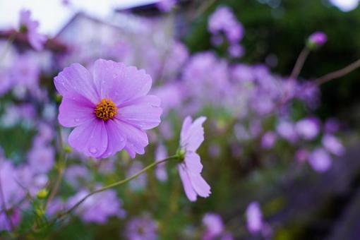コスモス 秋桜 コスモス 秋桜の写真