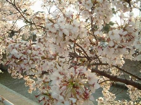 桜 桜の写真