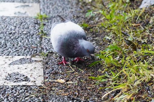 Pigeons, JPG Pigeons, JPG