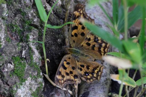 キタテハの写真