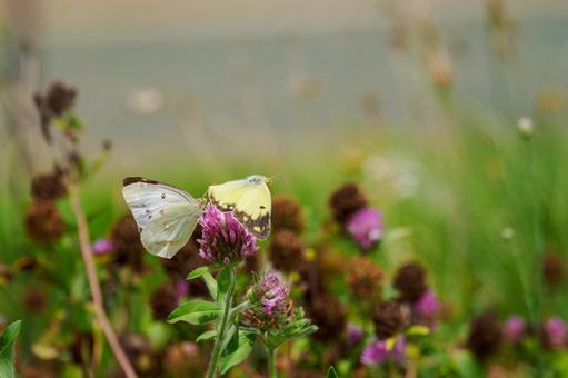 Courtship behavior of the Colias eruption (25), JPG