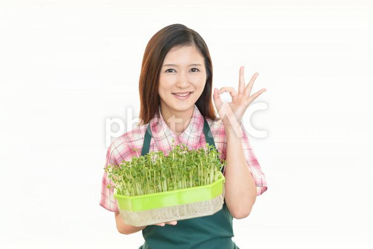 野菜を持つ笑顔の女性 女性,女,カイワレ大根の写真素材