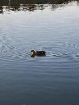 水面に広がる波紋と鴨 カモ,鴨,水面の写真素材