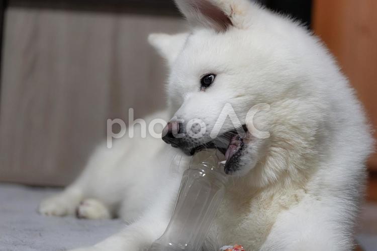 室内飼いの秋田犬（白） 犬,大型犬,日本犬の写真素材