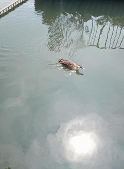 泳いでいるカモ 泳いでいるカモの写真