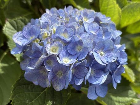 Photo, hydrangea, spring, flower, 