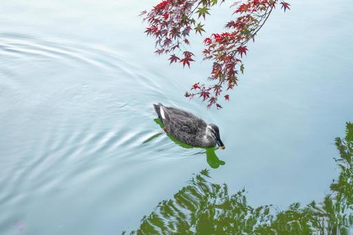 池に浮かぶ鴨とリフレクション 池に浮かぶ鴨とリフレクション 池,鴨,水面の写真素材