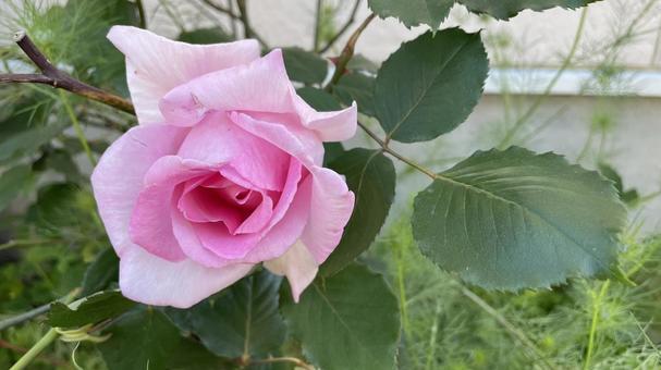 薔薇が咲いた③ 薔薇が咲いた③の写真