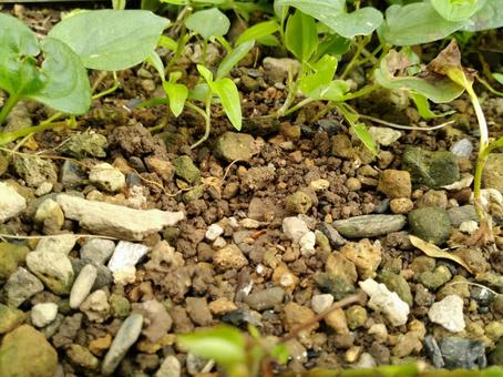 地面アップの写真