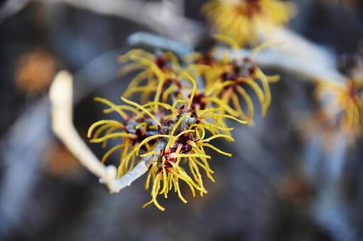 マンサク マンサク,満作,万作の写真素材