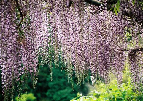藤の花 ふじ,春,自然風景の写真素材
