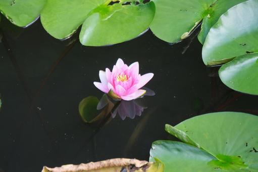 Water Lily, JPG