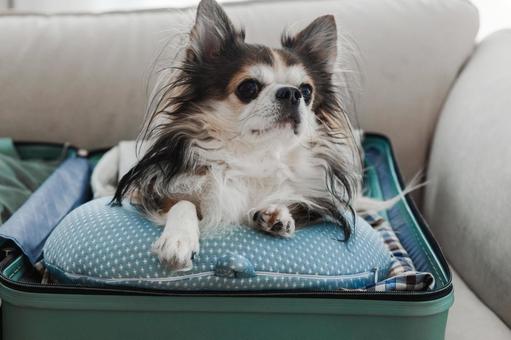 スーツケースの中のネックピローの上から眺めている犬 スーツケースの中のネックピローの上から眺めている犬の写真