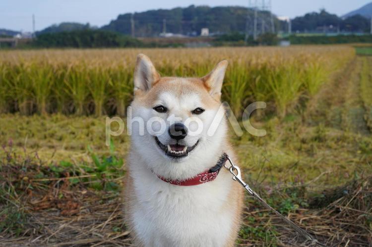 稲刈り途中の田んぼとゆず 柴犬,犬,日本犬の写真素材