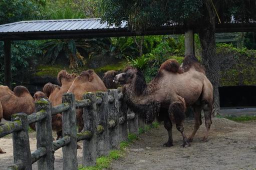 ラクダと仲間 ラクダと仲間の写真
