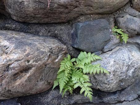 石垣の隙間から生えるシダ植物の写真
