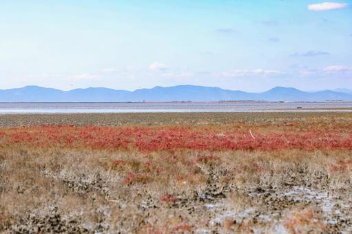 海の紅葉　シチメンソウ 紅葉,海岸,シチメンソウの写真素材