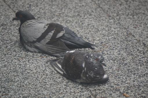 pigeon, JPG pigeon, JPG