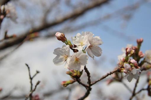 満開の桜 満開,桜,ソメイヨシノの写真素材
