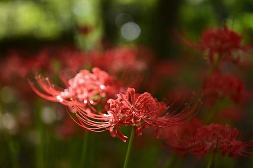 暗い背景に浮かぶ彼岸花 暗い背景に浮かぶ彼岸花 彼岸花,曼珠沙華,ヒガンバナの写真素材