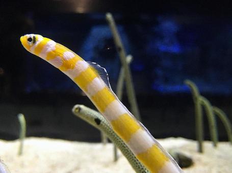 【生き物の写真】チンアナゴ 【生き物の写真】チンアナゴの写真