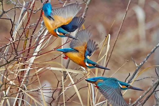 カワセミの飛翔 カワセミ,飛び出し,飛翔の写真素材