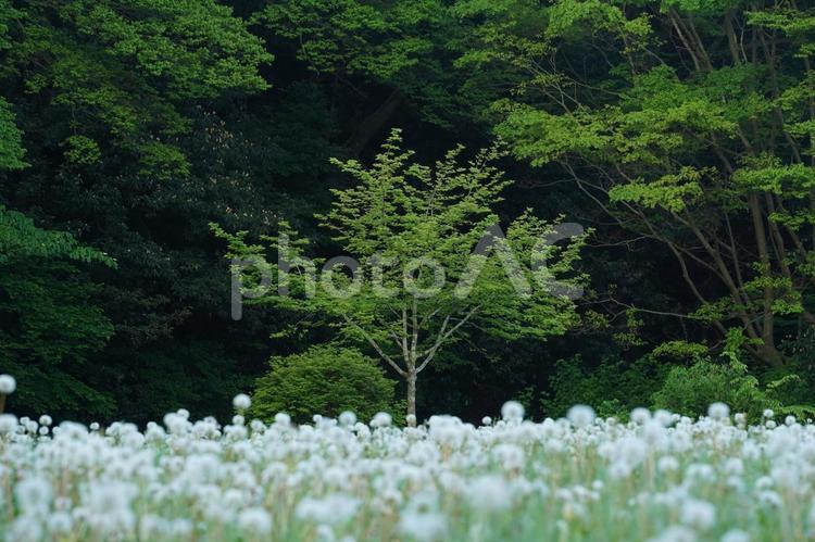 樹林 新緑,若葉,樹林の写真素材