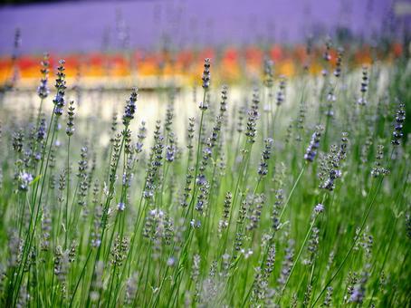 라벤더, JPG 라벤더, lavendel, bauernhof tomita, hokkaido, JPG