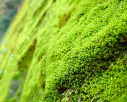 壁一面を覆う苔　アップ　スナゴケ 苔,アップ,スナゴケの写真素材
