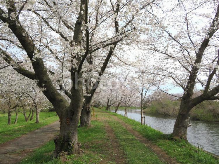 つくばみらい市福岡堰の桜並木 桜並木,福岡堰,名所の写真素材