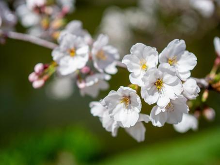 八部咲きの桜 八部咲きの桜の写真