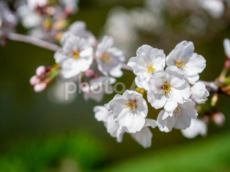 八部咲きの桜 自然,美しい,さくらの写真素材