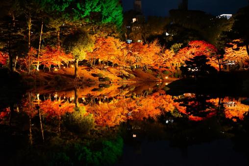 ライトアップされた紅葉 ライトアップされた紅葉の写真
